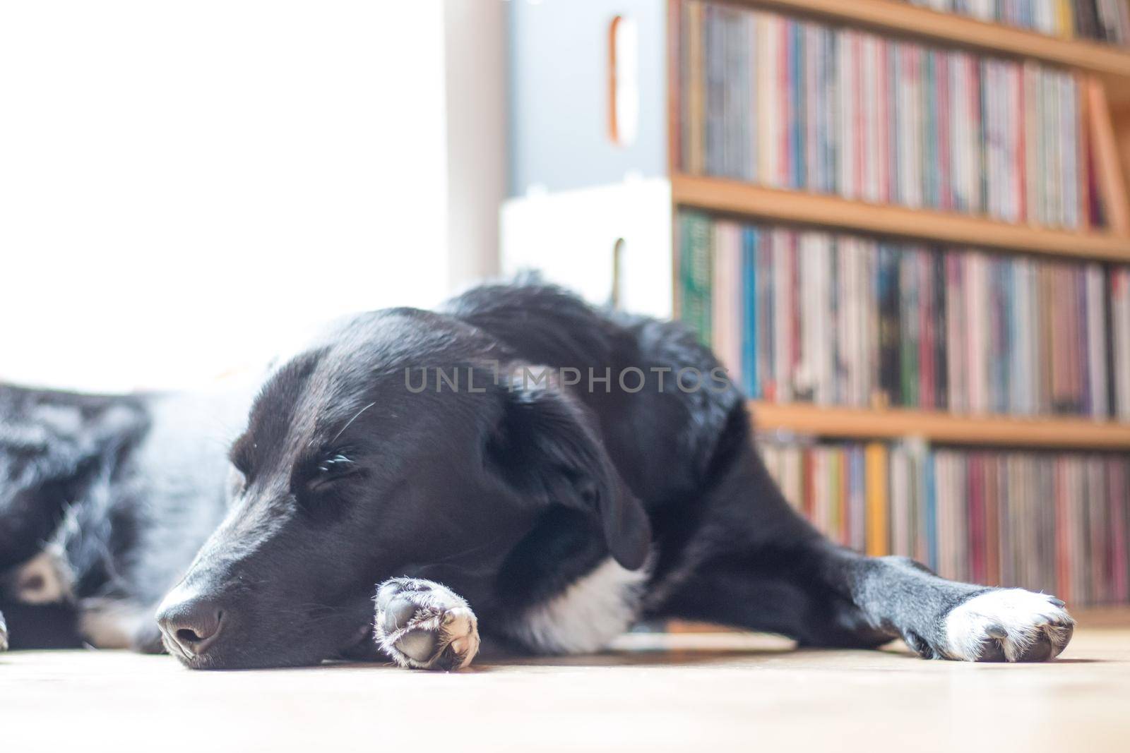 Cute black dog is lying on the floor and relaxing