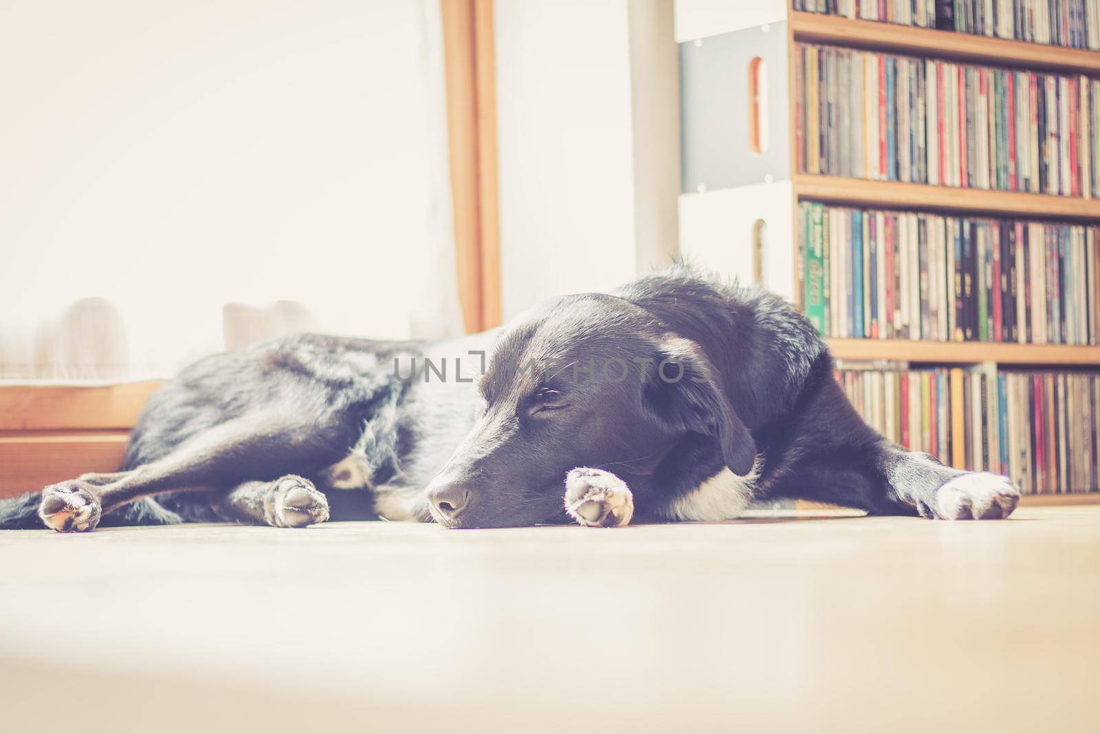 Cute black dog is lying on the floor and relaxing