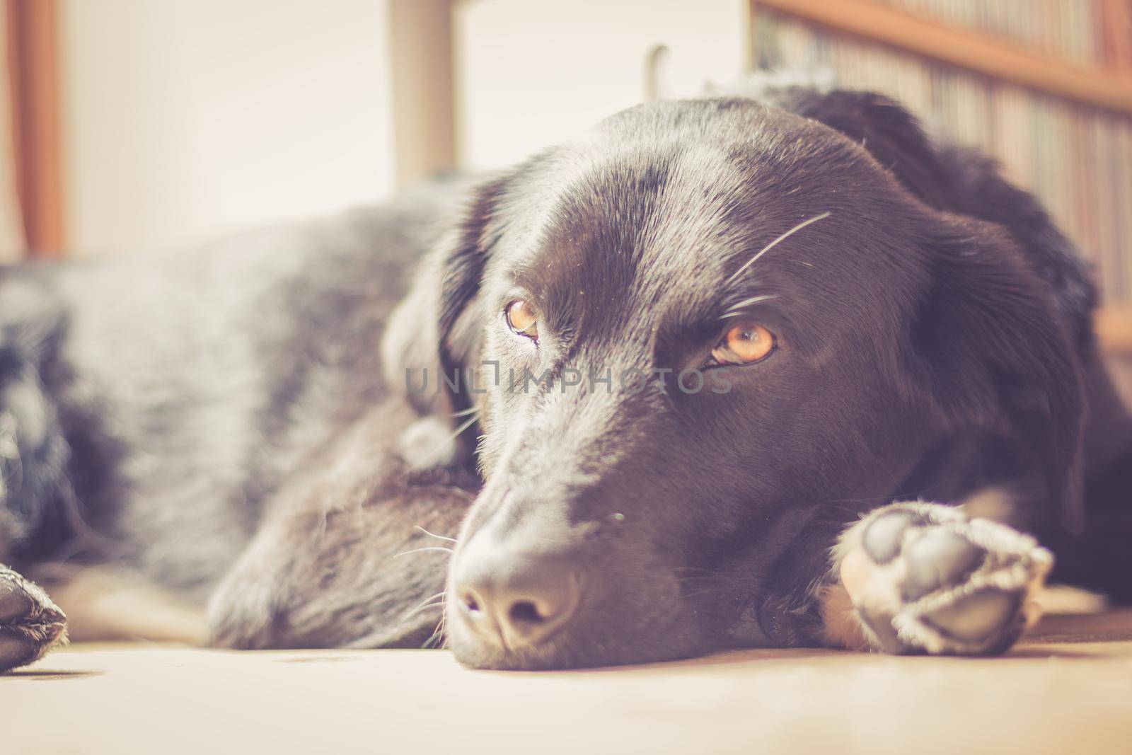 Cute black dog is lying on the floor and relaxing