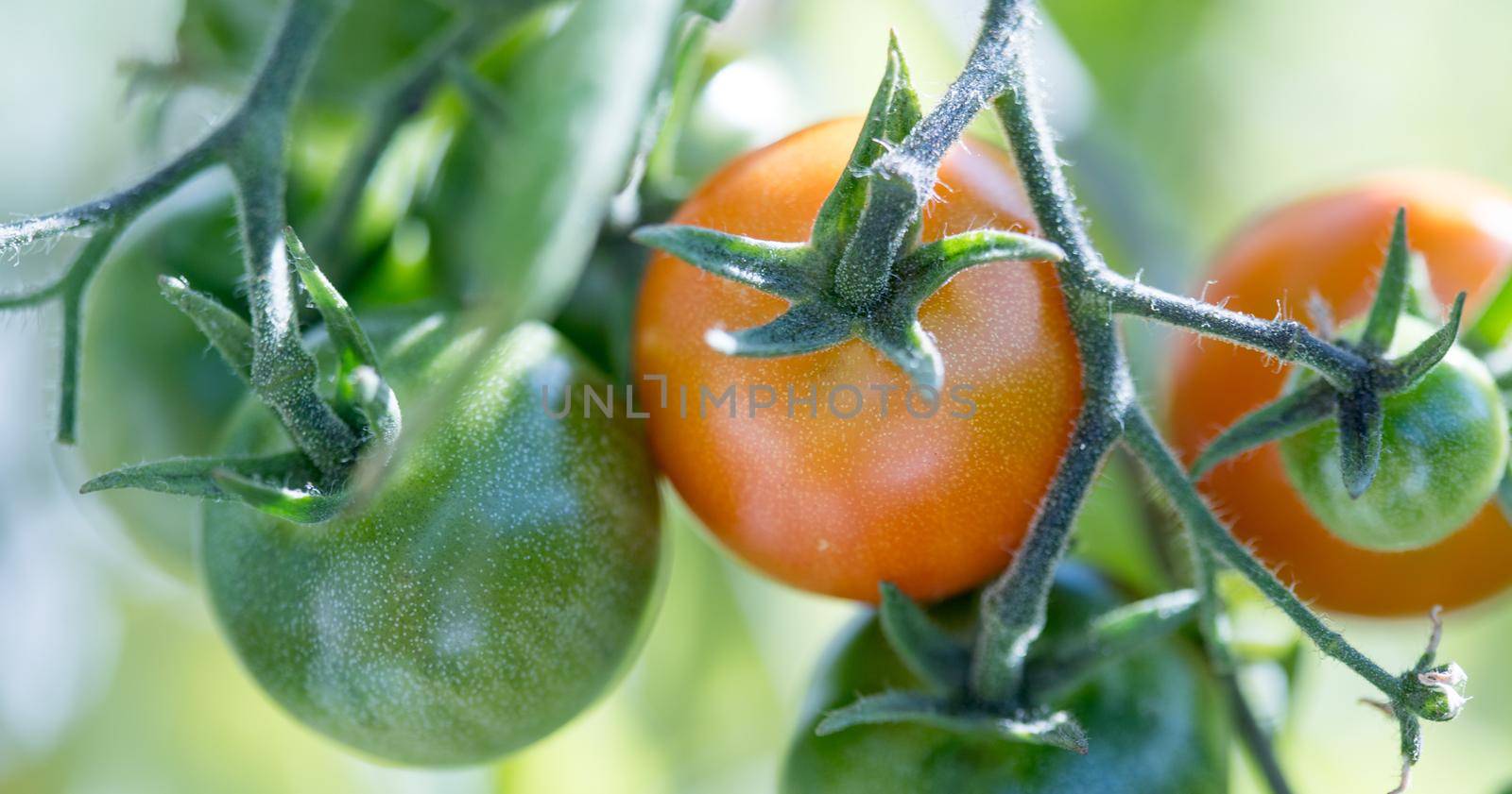 Close up of red and green organic tomatoes on green branch, self cultivation