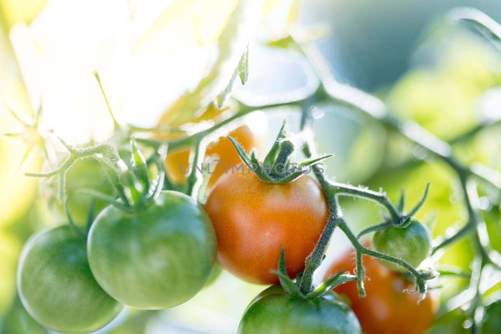 Close up of red and green organic tomatoes on green branch, self cultivation
