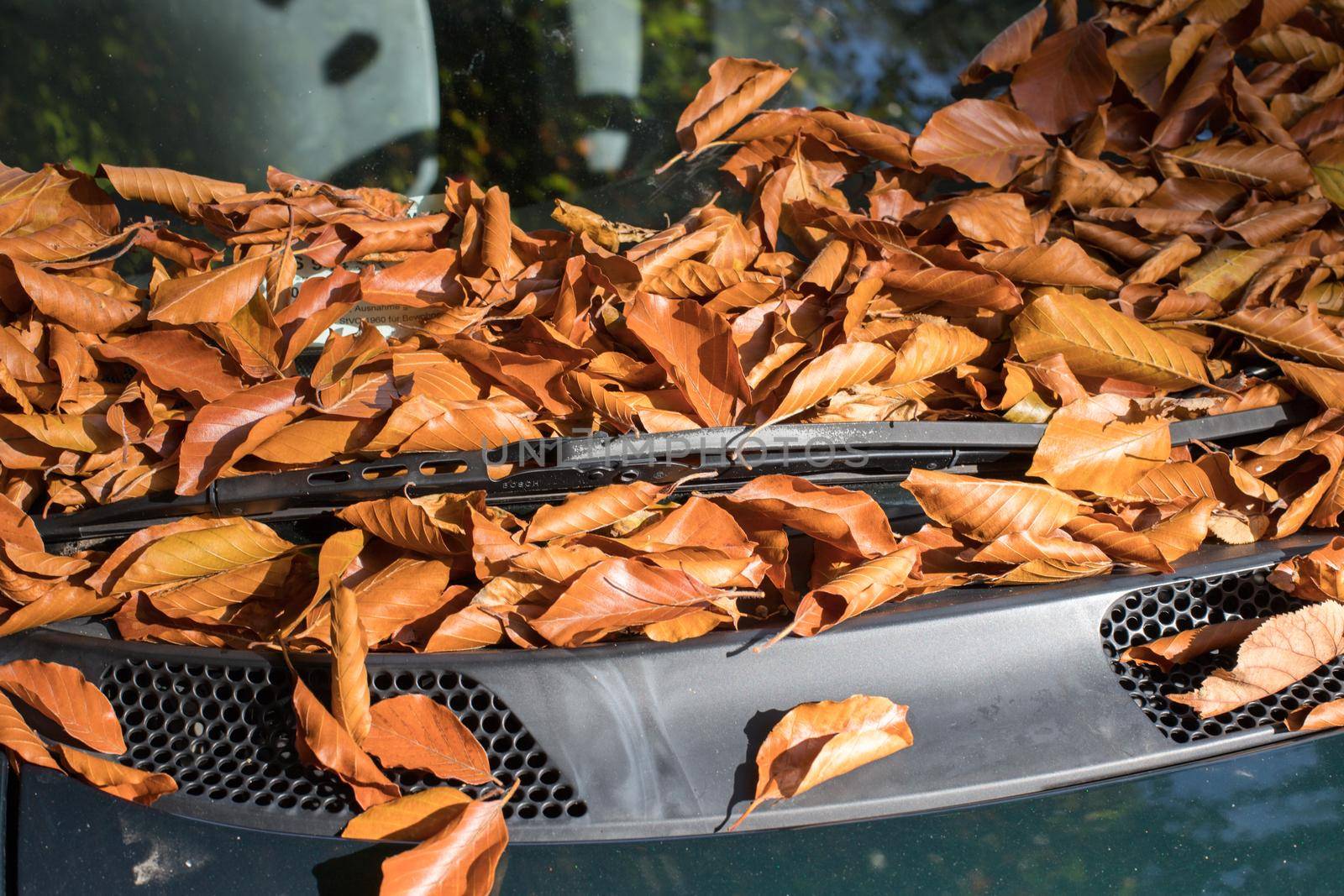 Close up of fallen leaves lying on a car window