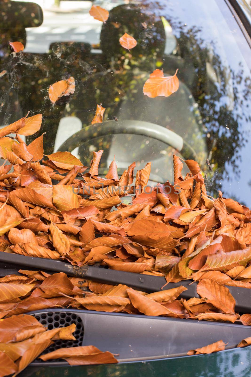 Colorful autumn leaves lying on a car front shield by Daxenbichler