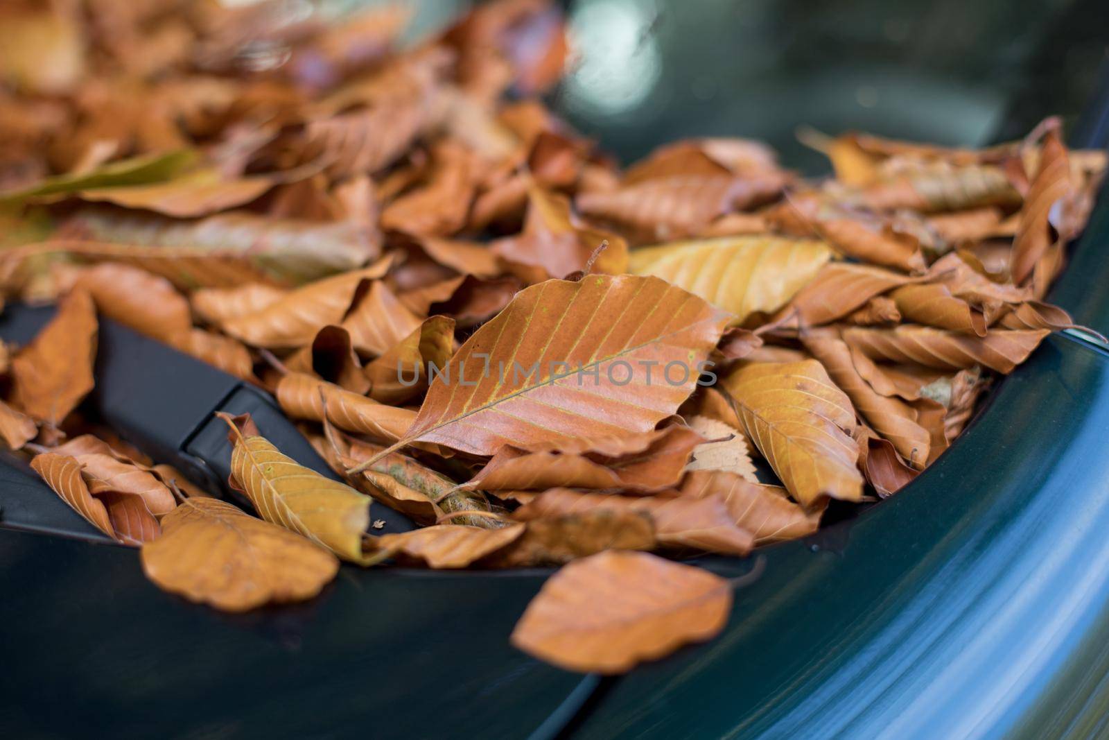 Close up of fallen leaves lying on a car window