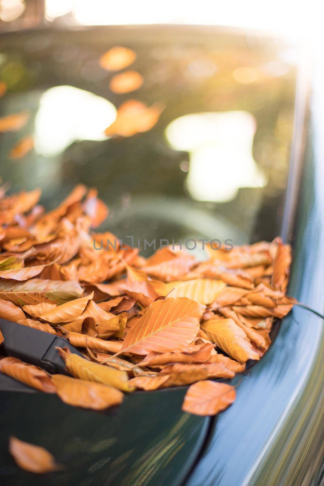 Colorful autumn leaves lying on a car front shield by Daxenbichler