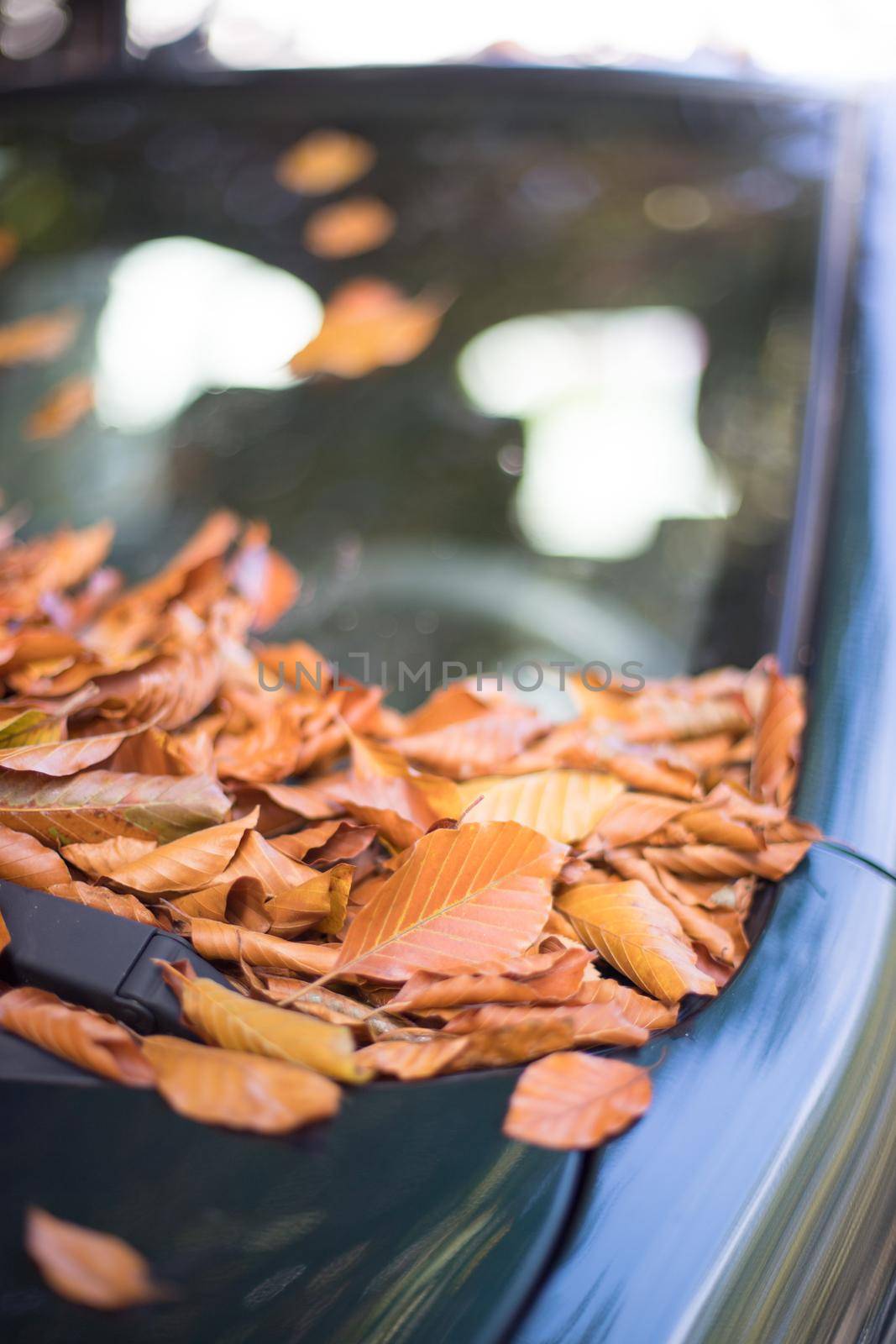 Colorful autumn leaves lying on a car front shield by Daxenbichler