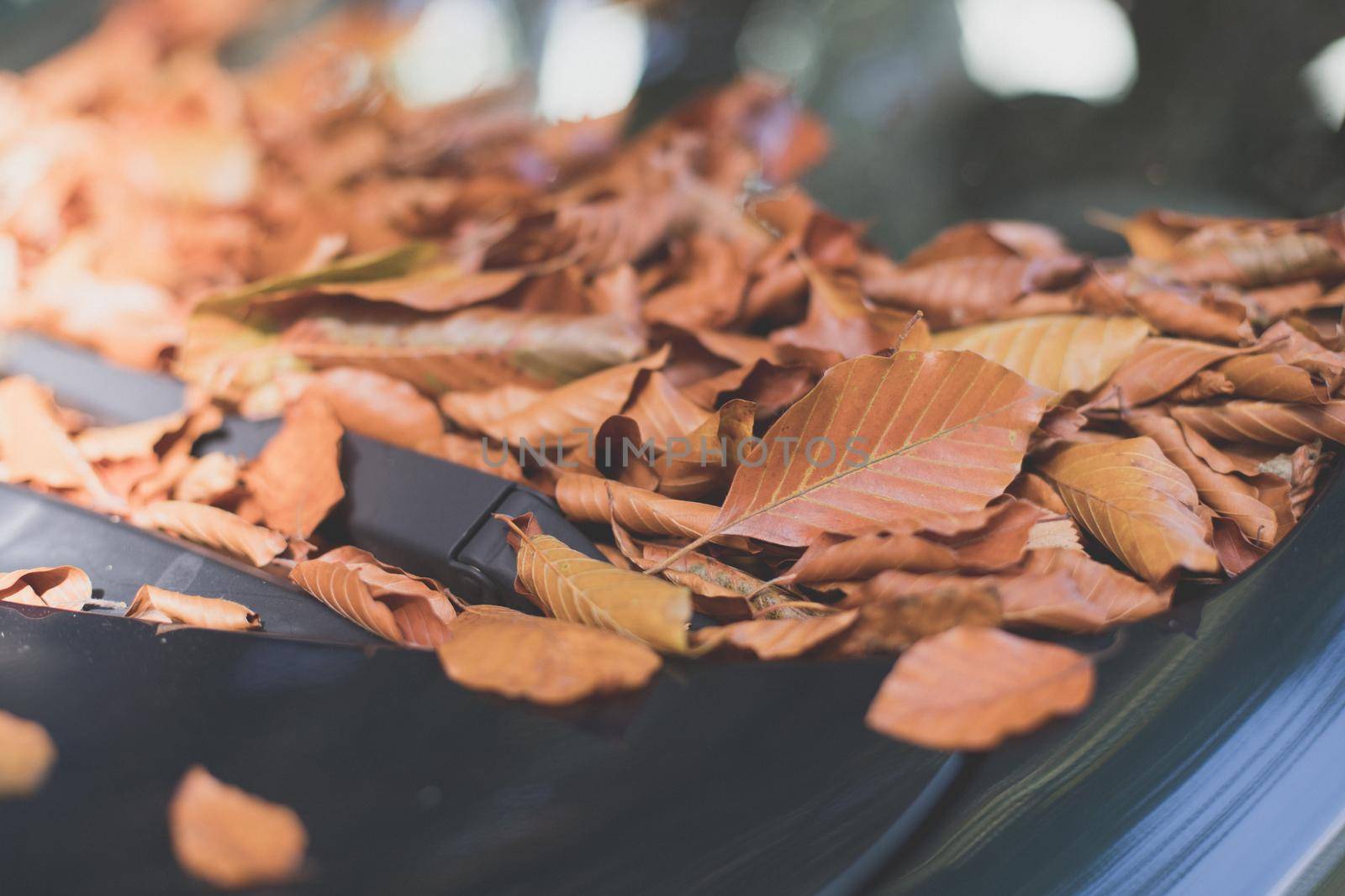 Close up of fallen leaves lying on a car window