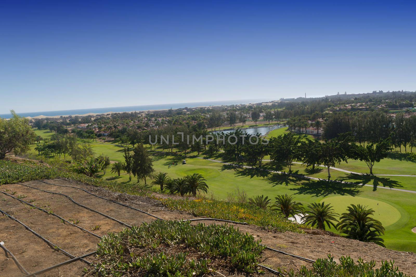 Gran Canaria Meloneras Golf play green grass and palm trees in the Canary Islands.