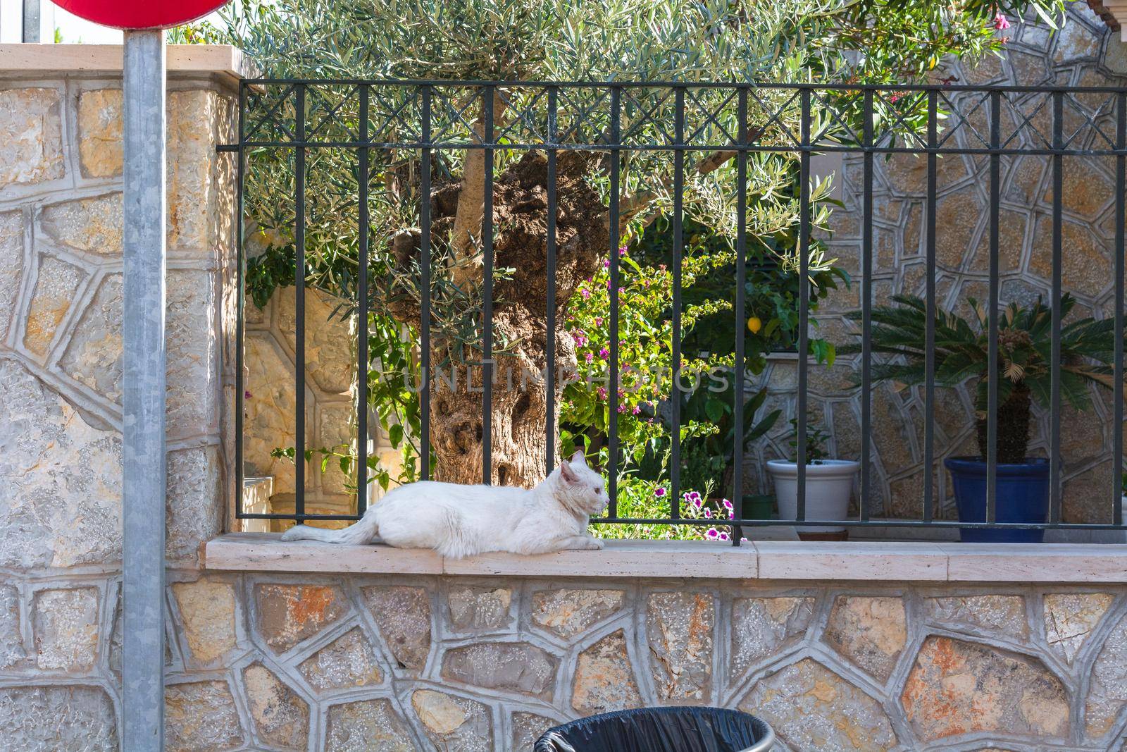 White cat lying on a wall in the town of Sant Elm, Mallorca Spain.