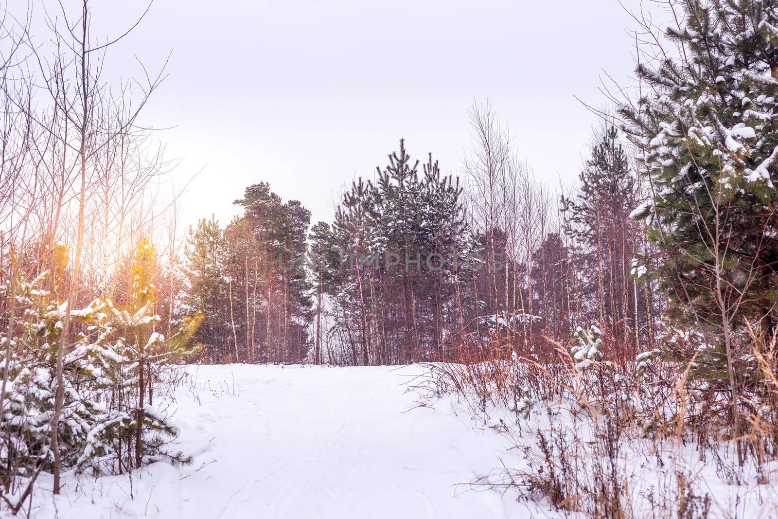 Sunset in the wood in winter period by galinasharapova