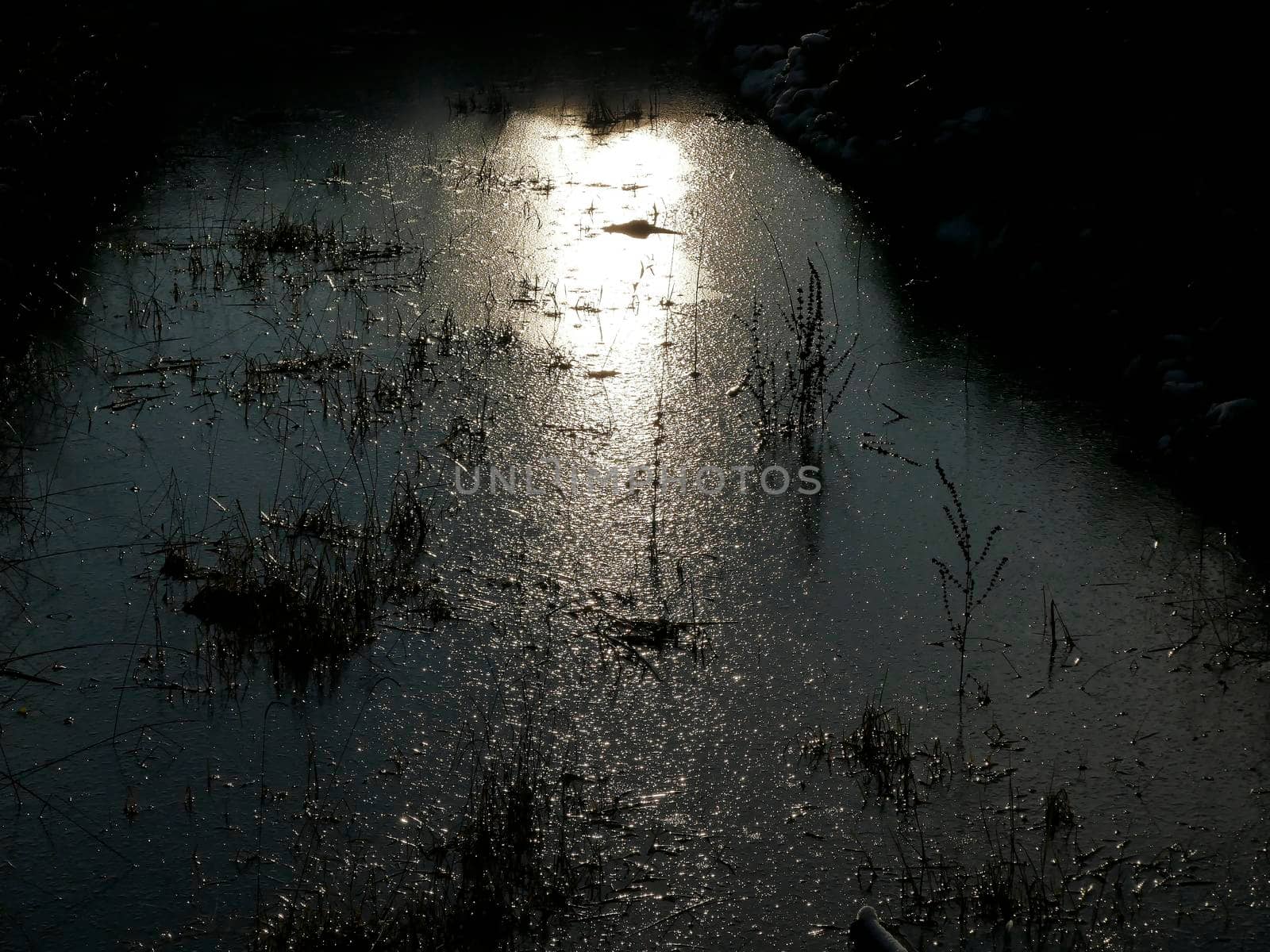 frozen pond with leaves in winter in backlit