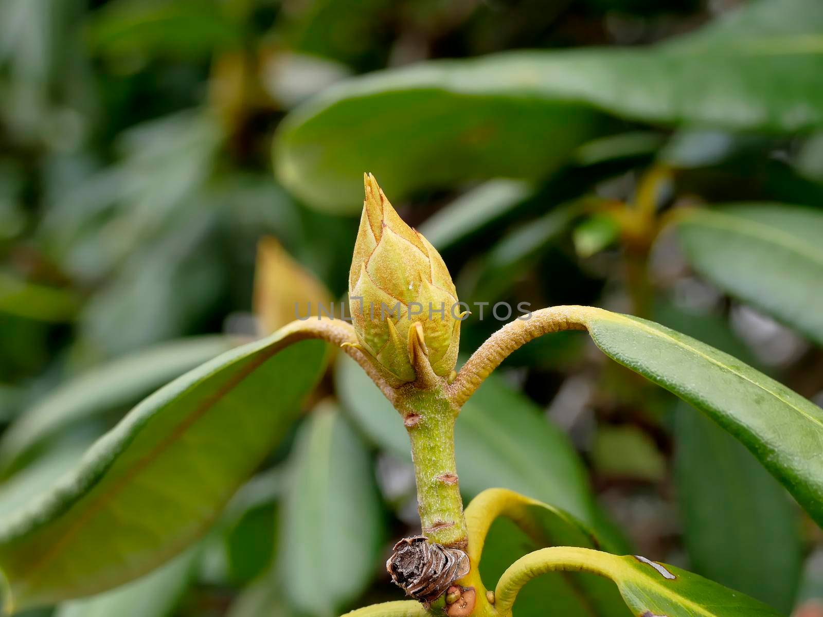 Rhododendron bud in wintertime in Germany