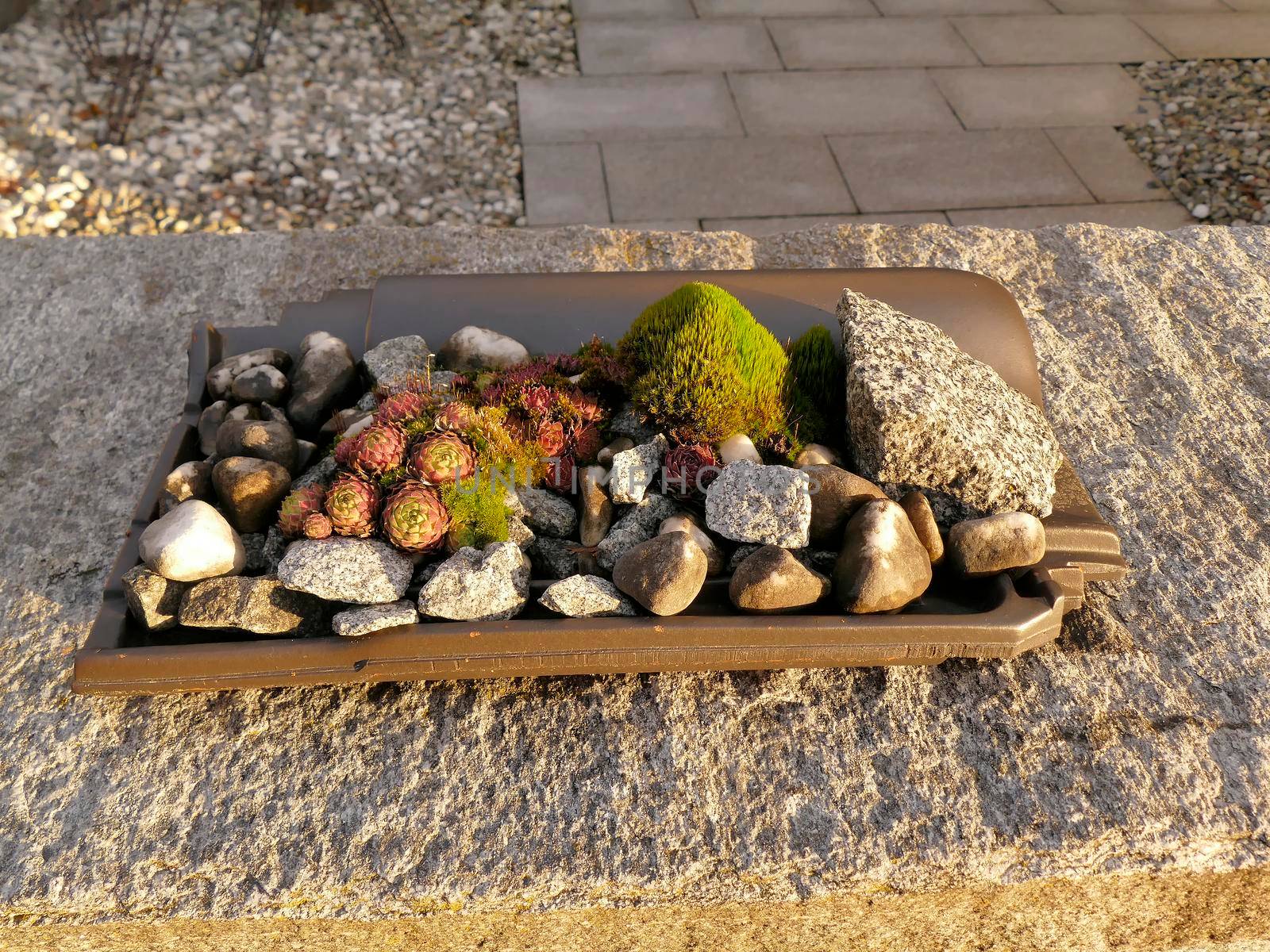 mini garden with stones and house leeks