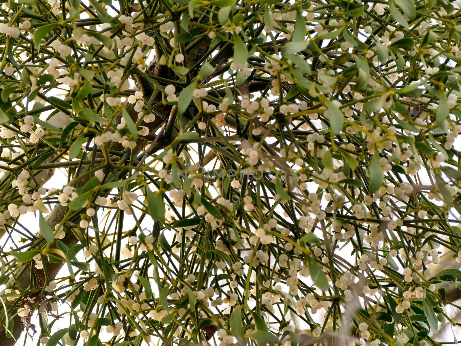 mistletoe in a fruit tree in wintertime with ripe berries by Jochen