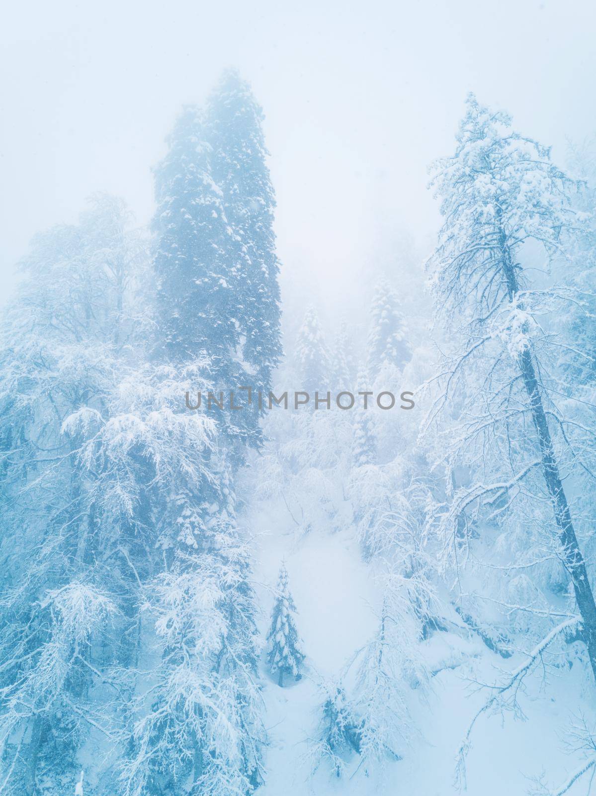 Beautiful winter landscape with forest in mountains, trees covered with snow frost, foggy morning
