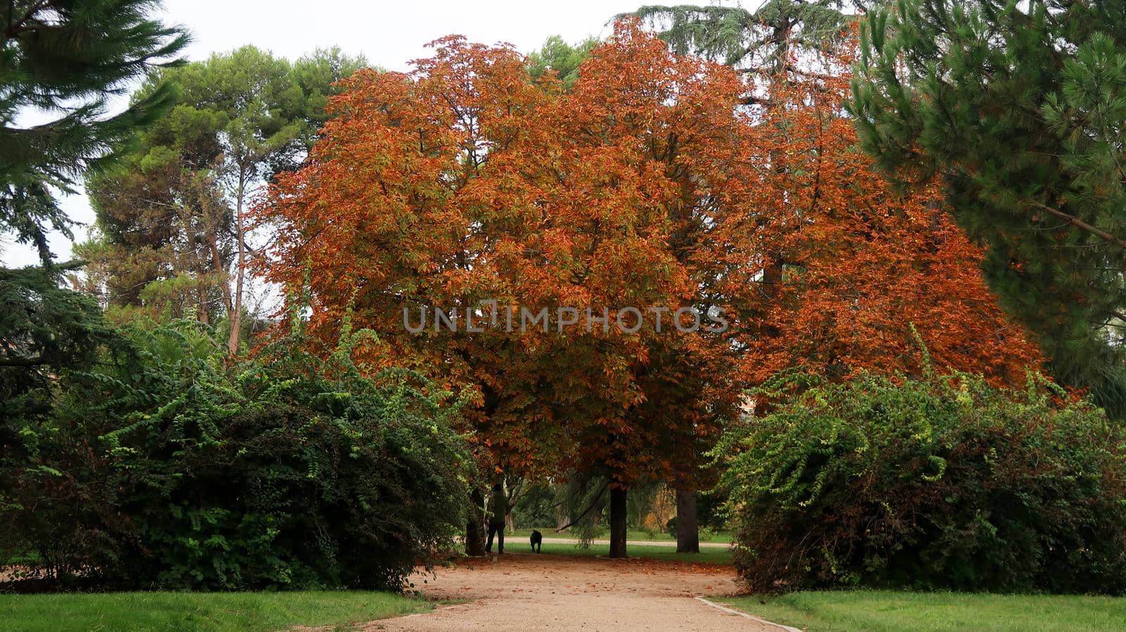 View of autumn leaves on trees in a park by codrinn