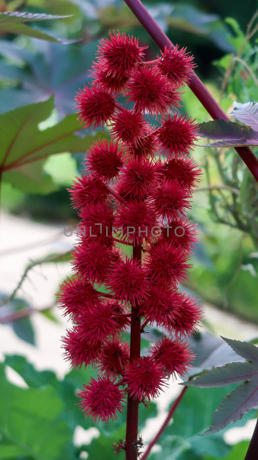 Close up of flower in Royal Botanical Garden Madrid