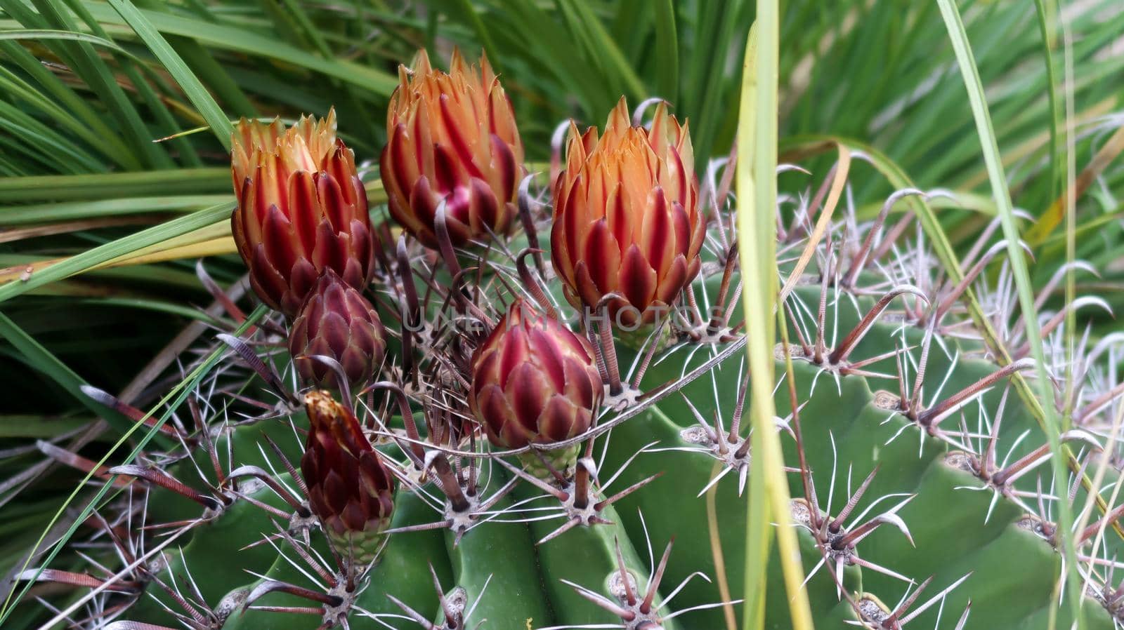 Close up of cactus flower in Royal Botanical Garden Madrid by codrinn