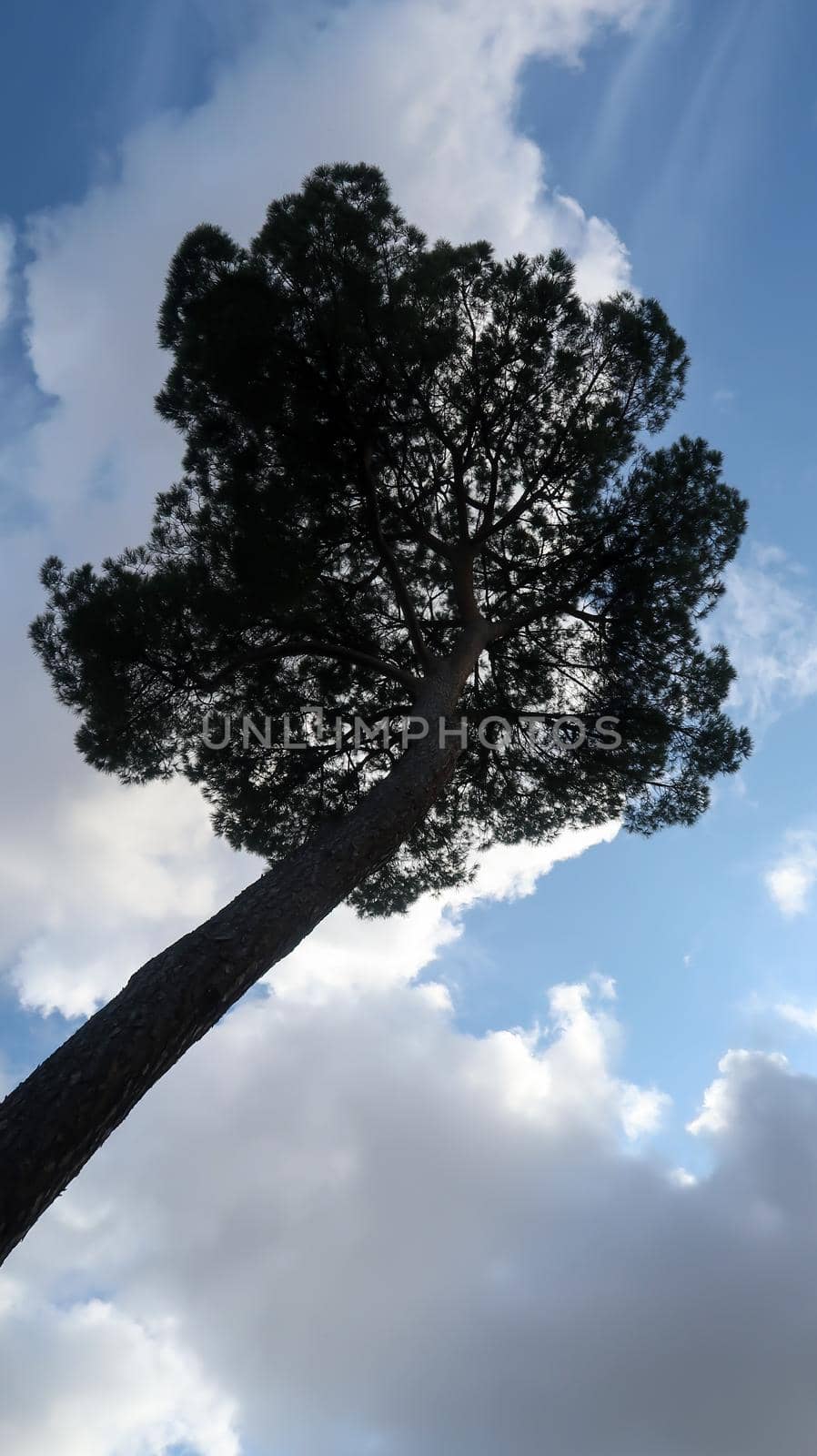 Backlit tree with cloudy sky by codrinn