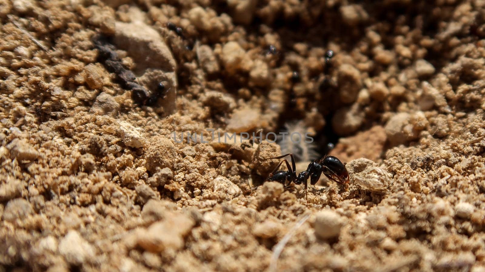 Close up of ant in Spain