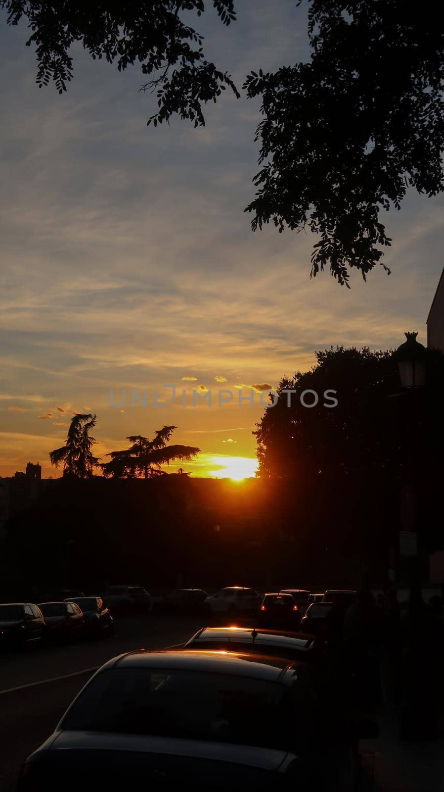 Backlit tropical plants and cars at sunset