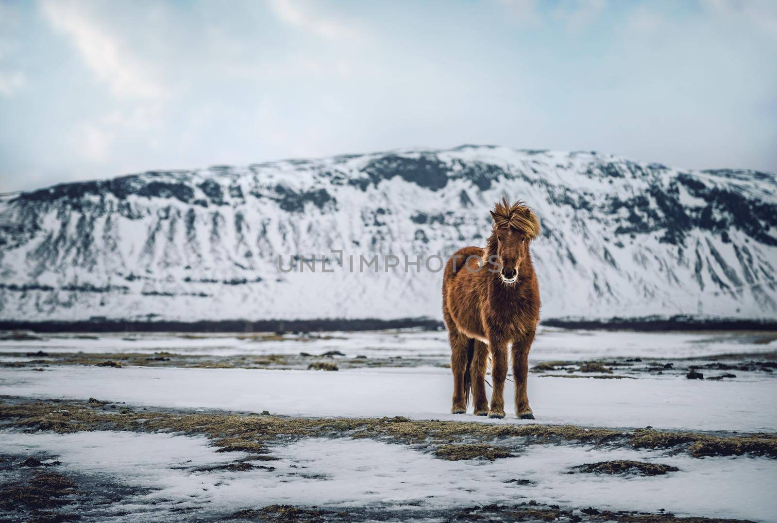 Beautiful Icelandic Horse by Anna_Omelchenko