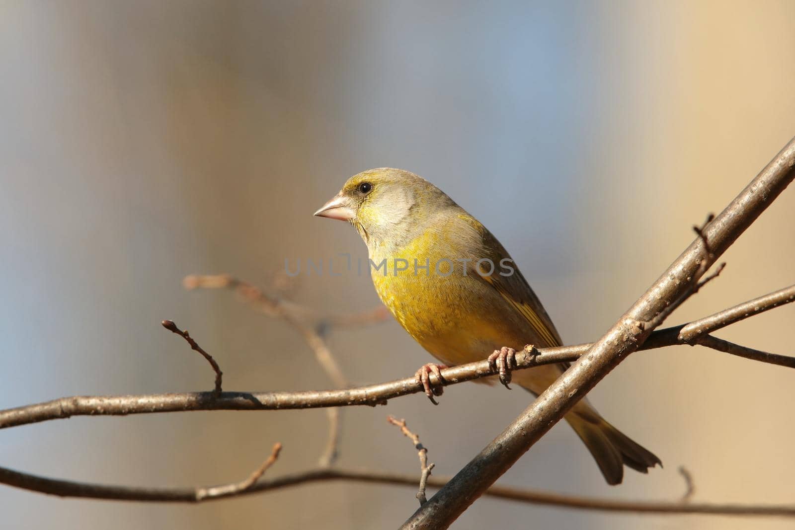 Greenfinch (Carduelis chloris) on a branch.