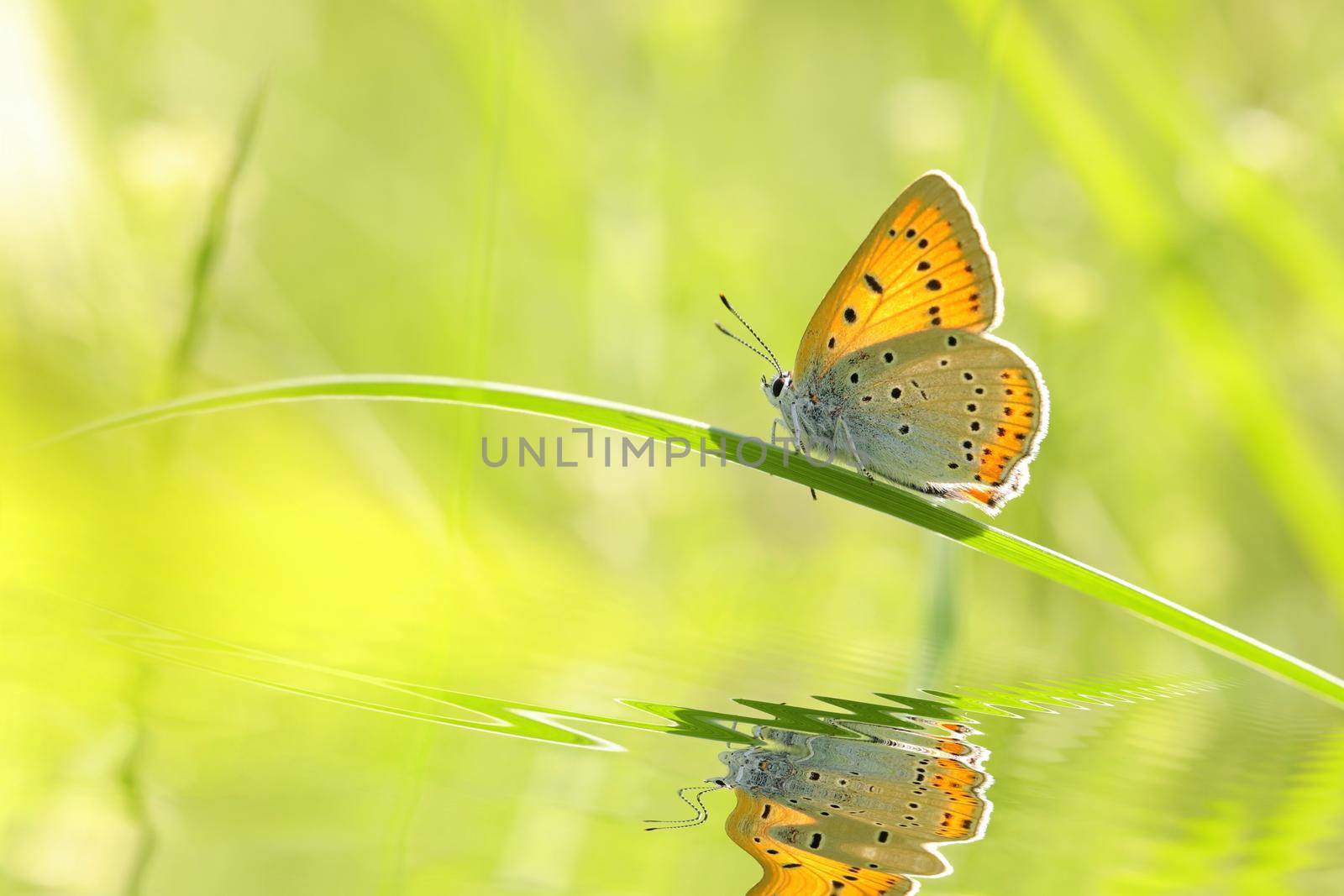 Butterfly (Large copper) on a spring morning.