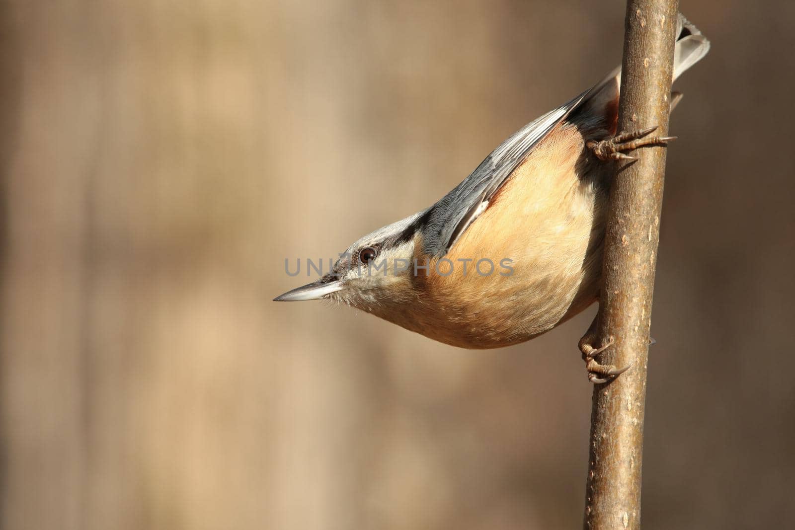 Nuthatch (Sitta europaea) on the branch.
