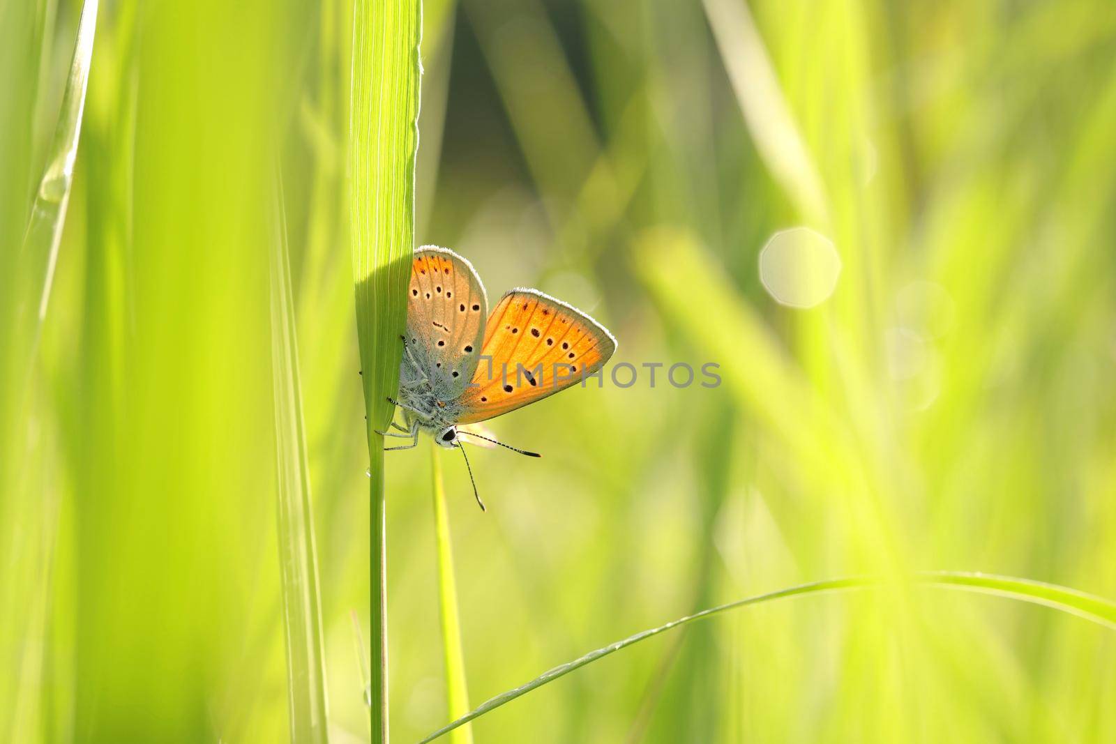 Butterfly (Large copper) on a spring morning.