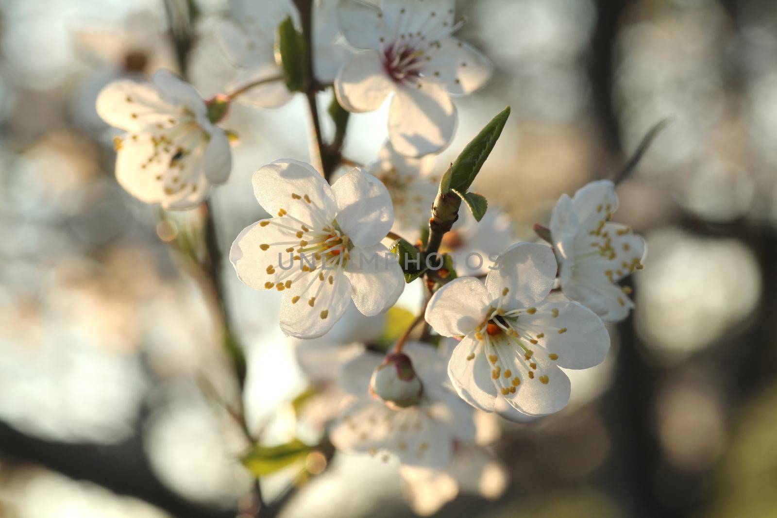 Spring flowers blooming on a tree.