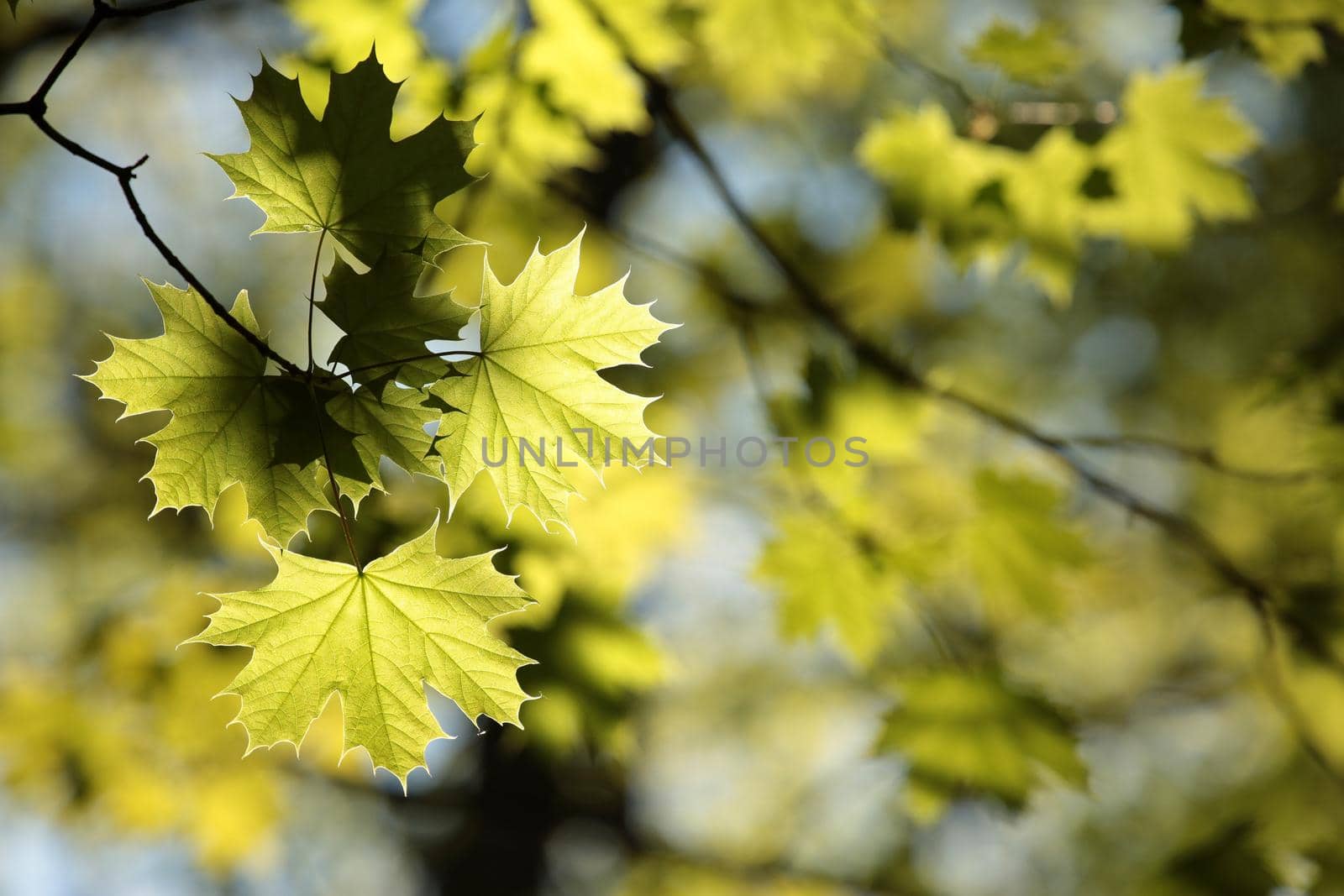 Spring maple leaves by nature78