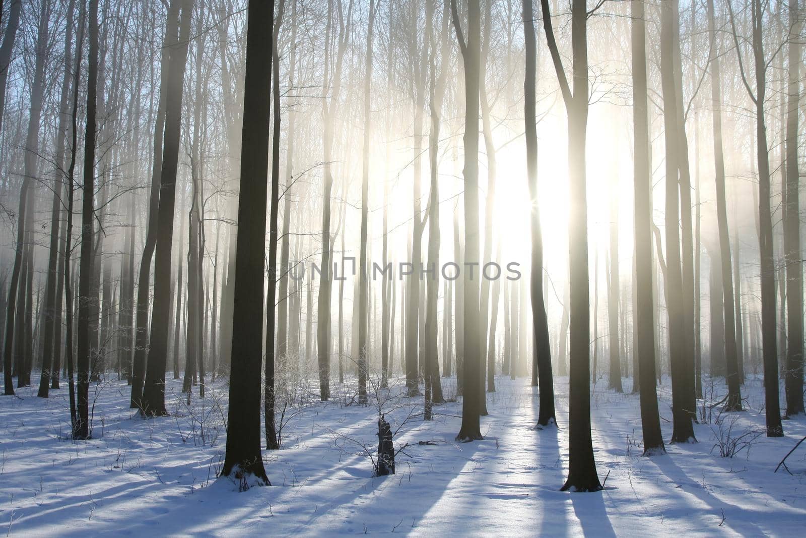 Winter forest at sunrise by nature78