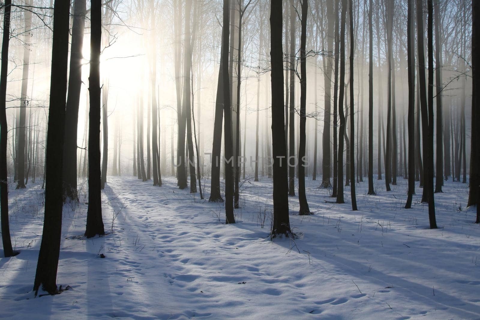 Winter forest on a foggy weather at dawn.