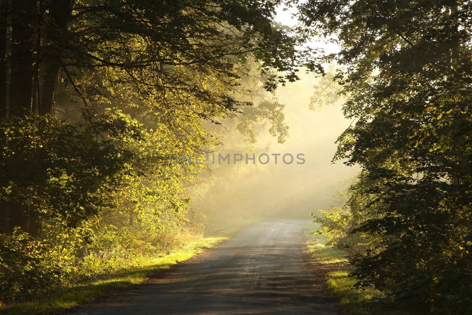 Country road through the autumn forest on a foggy morning.