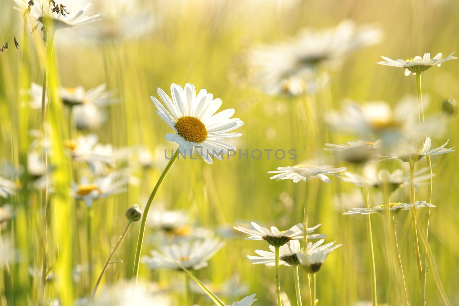 Daisies by nature78