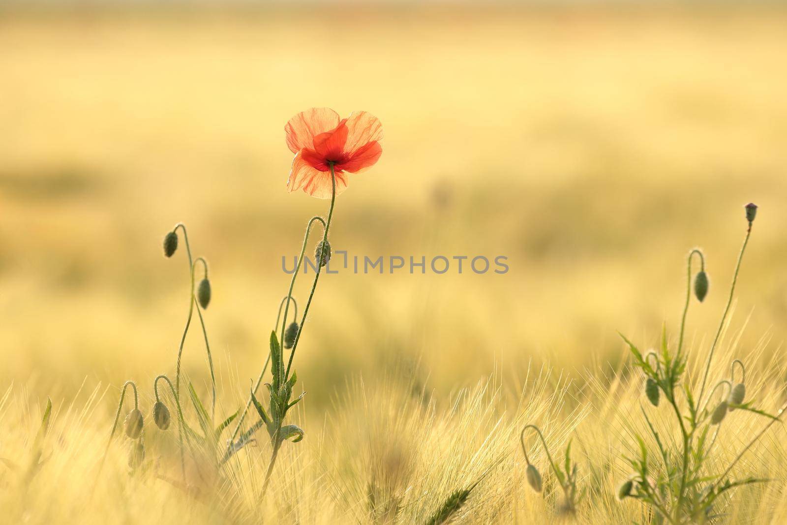Poppy in the field at sunrise.