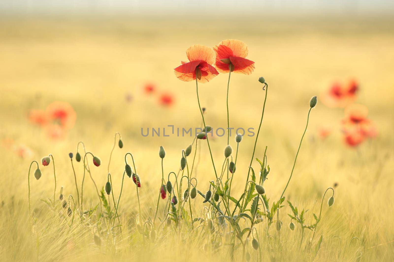 Poppies in the field at sunrise.