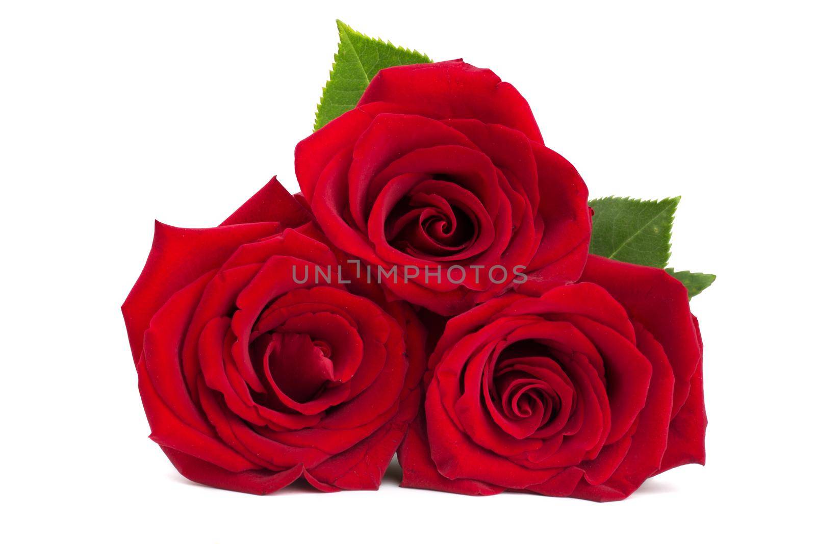 Red roses isolated on white by destillat