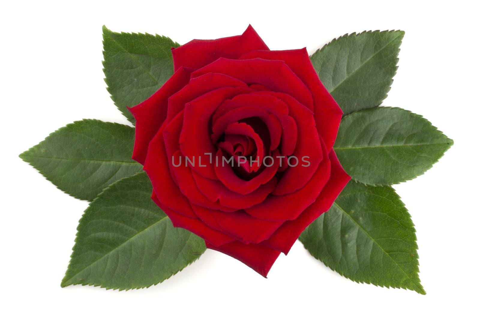 Red rose flower and leaves arrangement isolated on white background, top view, design element for Valentines day