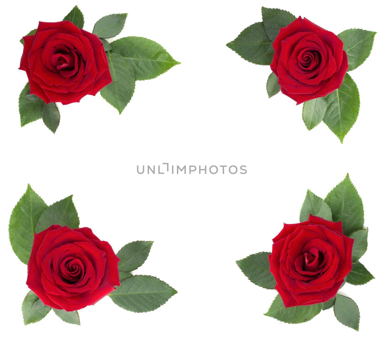Red rose flowers and leaves arrangement corner border frame design element isolated on white background, top view, Valentines day
