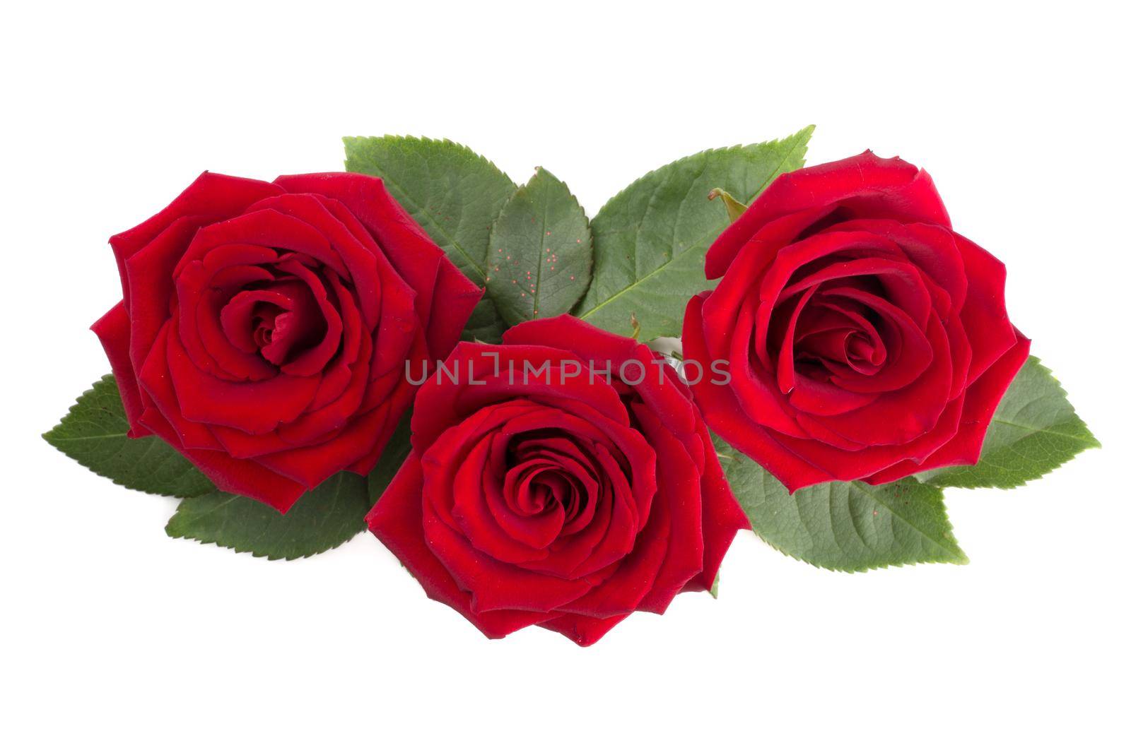 Red rose flowers and leaves arrangement isolated on white background, top view, design element for Valentines day