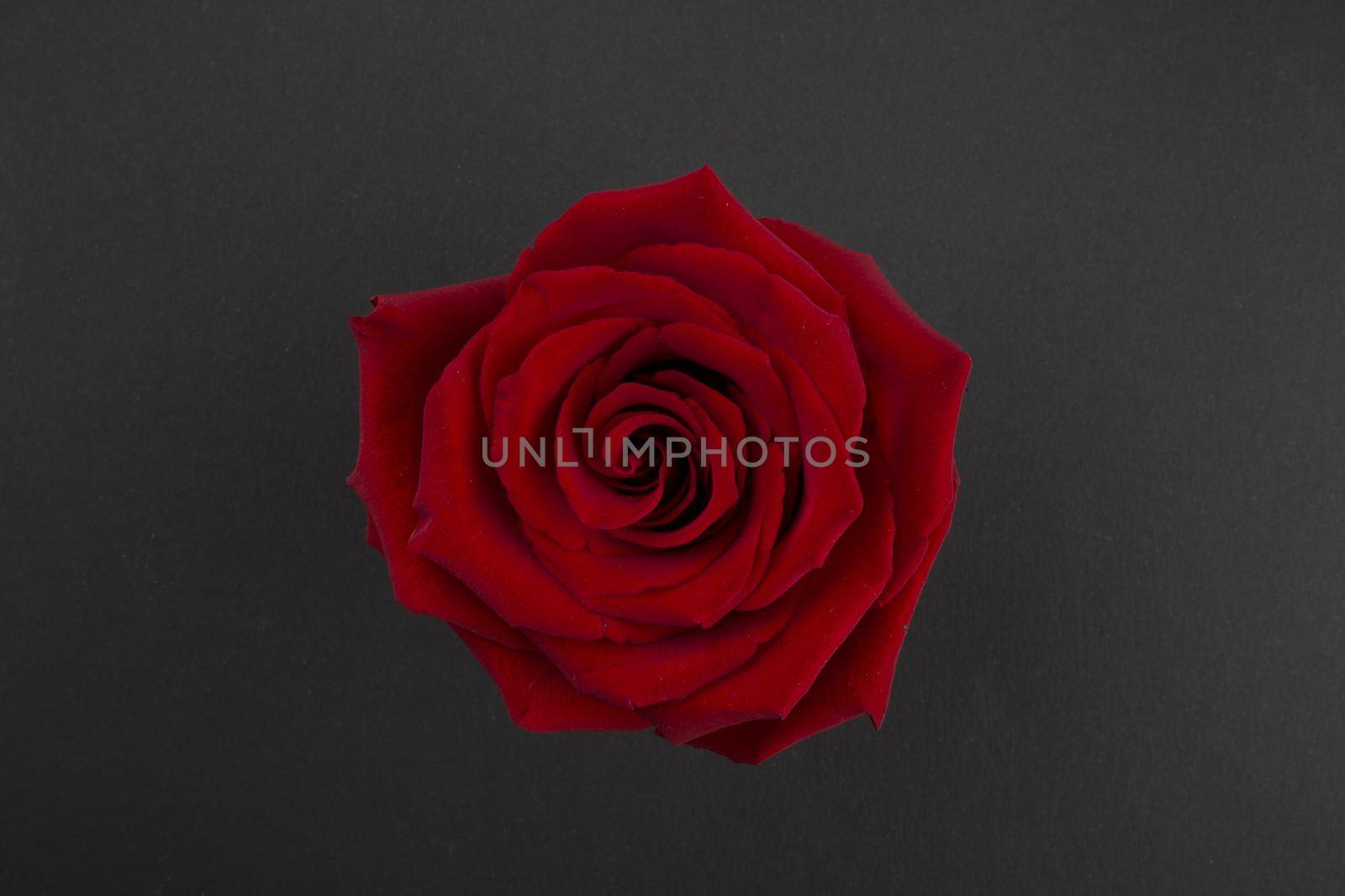 Red rose for St. Valentine's Day. Flowerhead of red rose on black paper background. Top view of a big red rose flower in the center of the photo.