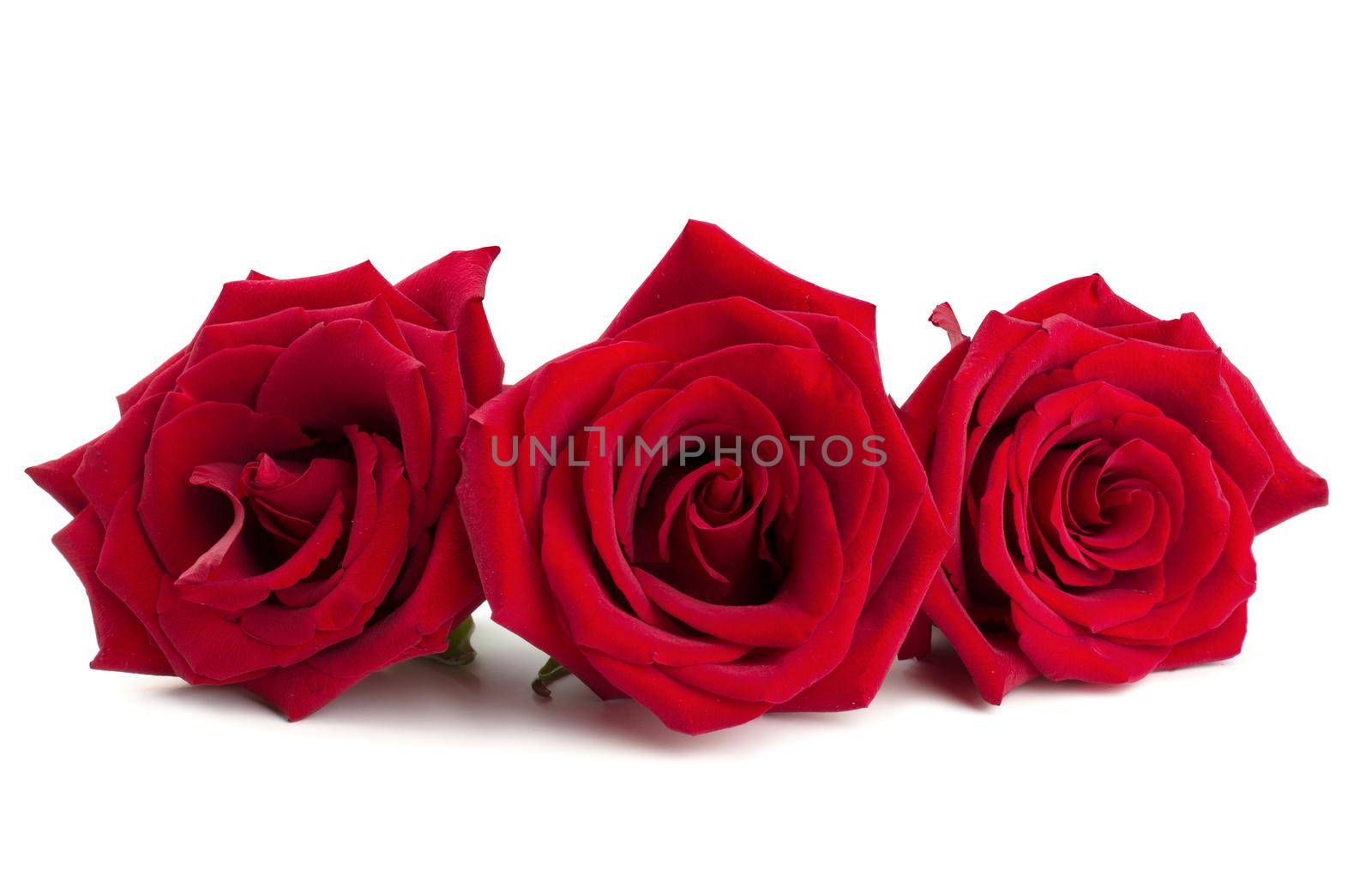 Red rose flowers on white by destillat