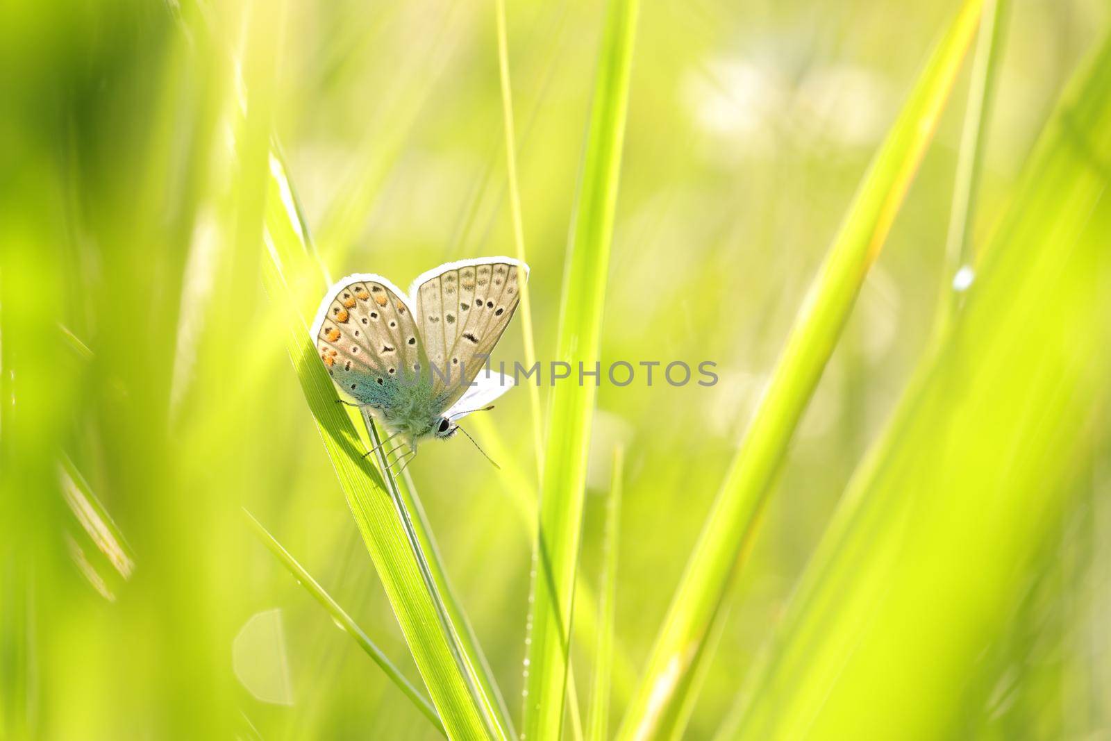 Butterfly (Common blue) on a spring morning.
