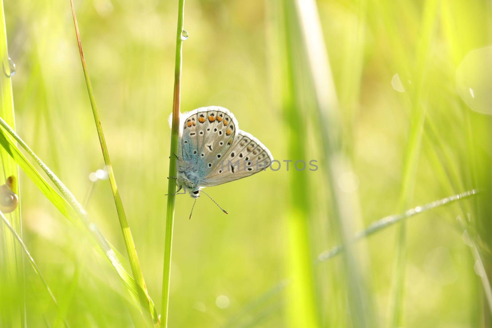 Butterfly (Common blue) on a spring morning.