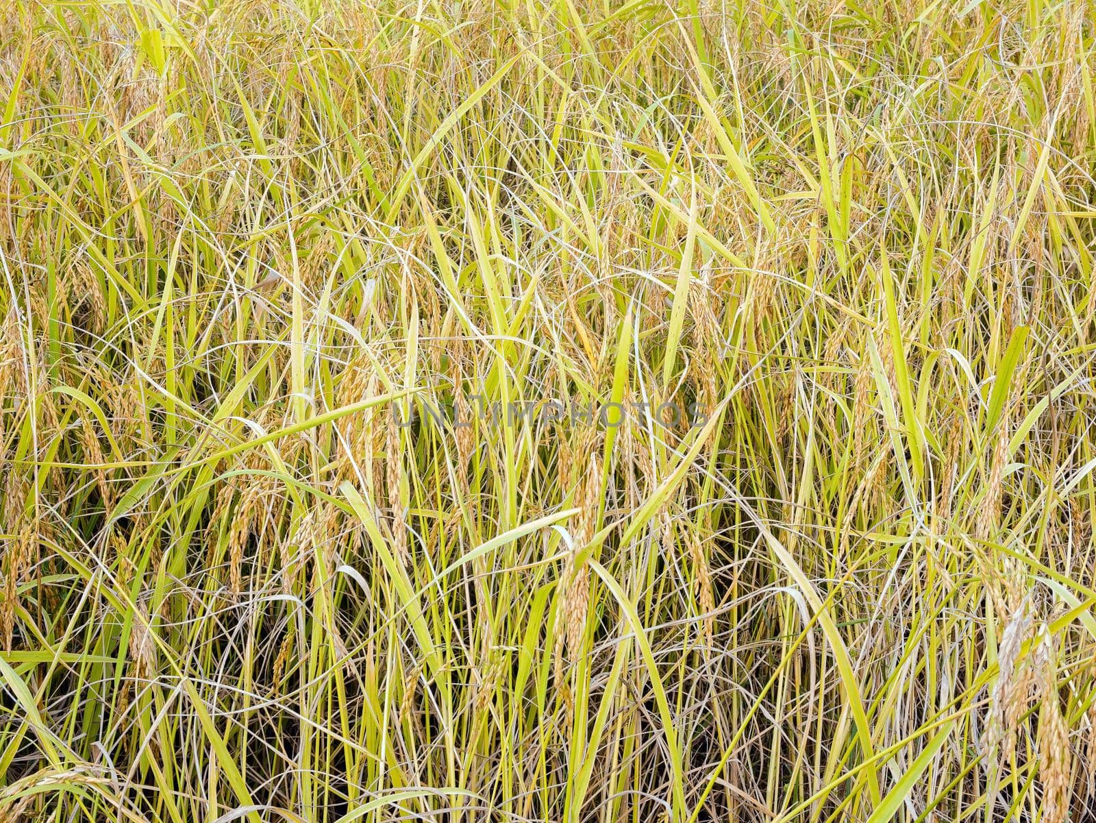 Golden yellow paddy in the fields ready for harvest