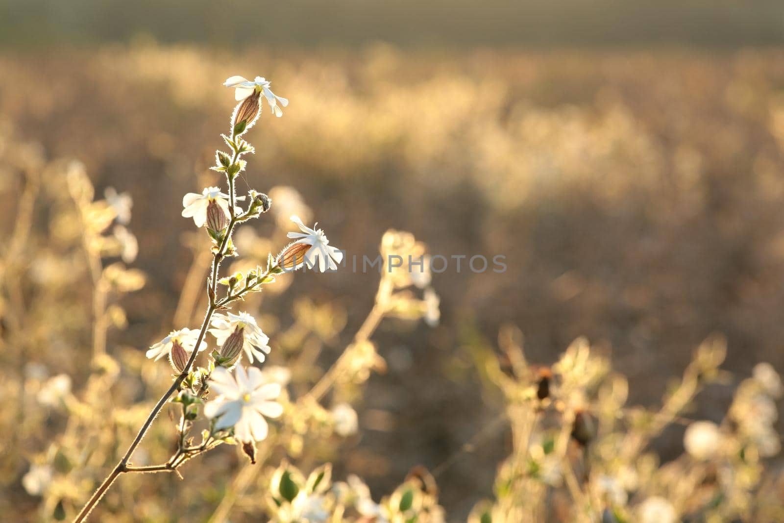 White Campion by nature78