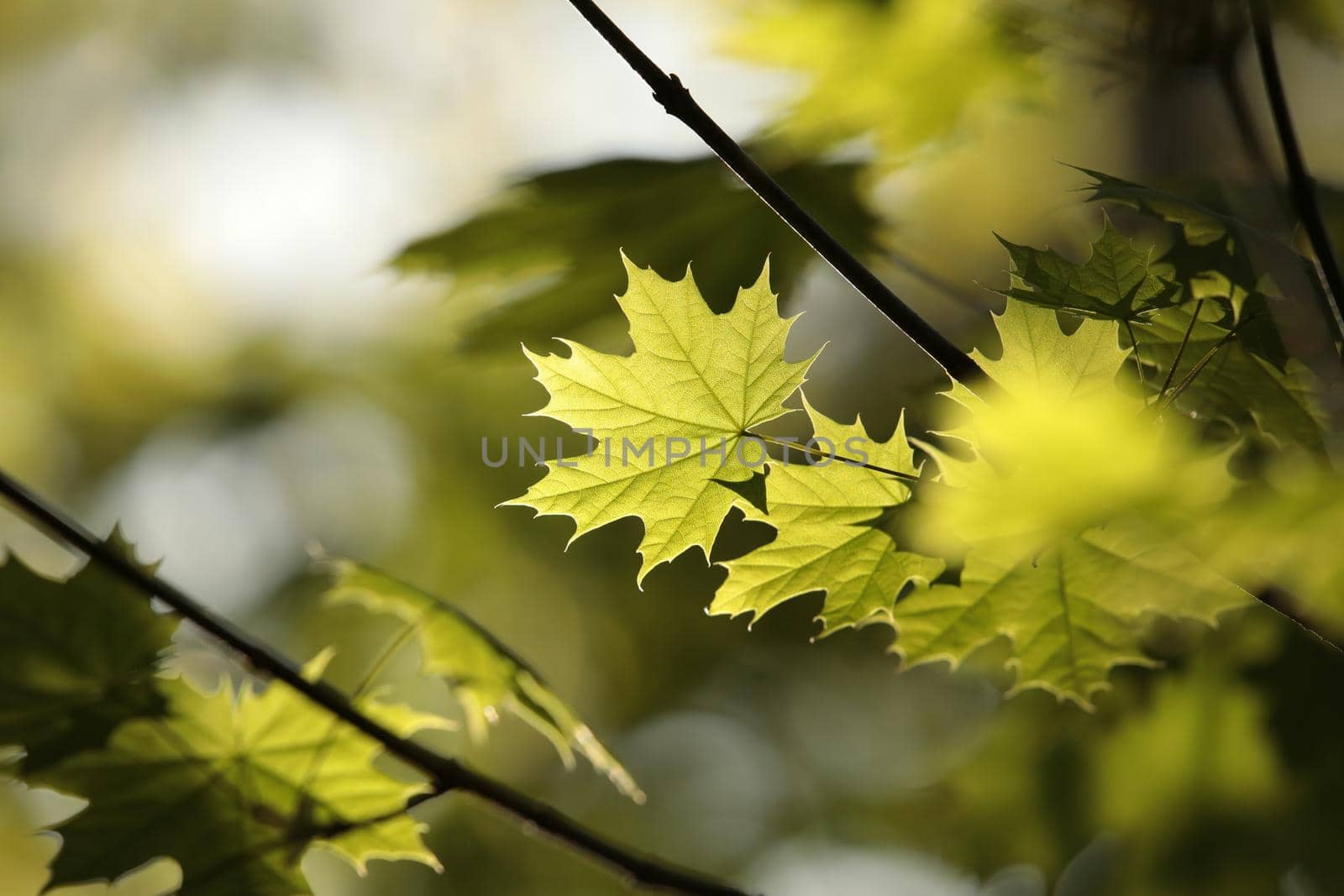 Spring maple leaf in the forest.
