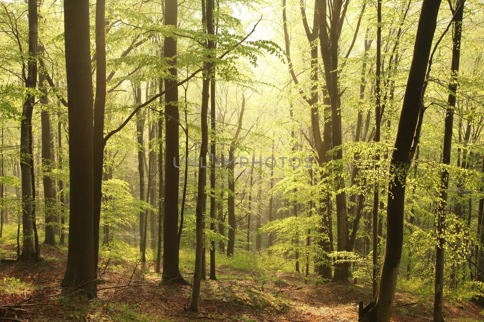 Majestic beech forest in a nature reserve in the spring morning.